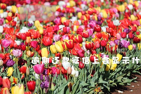 逾期还款征信上会显示什么 逾期还款征信上会显示什么
