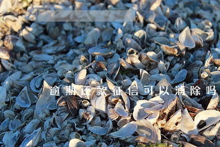 逾期还款征信可以消除吗 逾期还款征信可以消除吗
