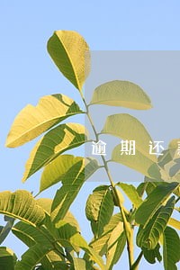 逾期还款征信影响贷款 逾期还款征信影响贷款