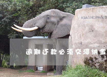 逾期还款必须交滞纳金 逾期还款必须交滞纳金