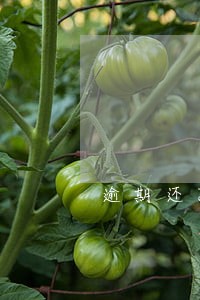 逾期还款怎么恢复 逾期还款怎么恢复