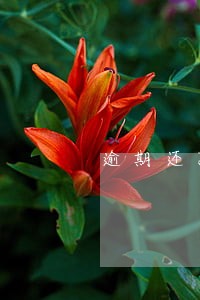 逾期还款怎么查询 逾期还款怎么查询