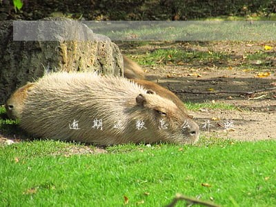 逾期还款怎么补救 逾期还款怎么补救