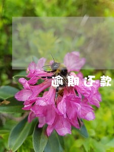 逾期还款总金额是什么意思 逾期还款总金额是什么意思