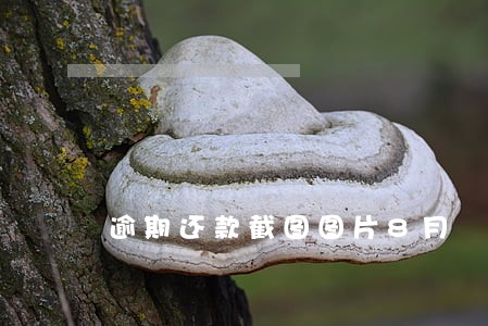 逾期还款截图图片8月 逾期还款截图图片8月