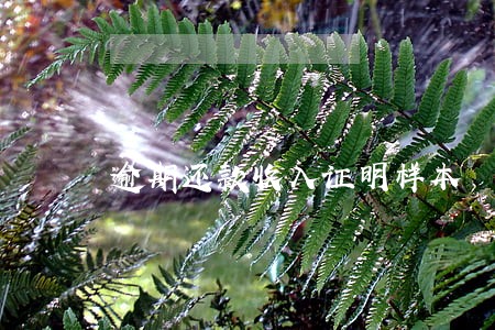逾期还款收入证明样本 逾期还款收入证明样本