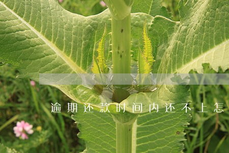 逾期还款时间内还不上怎么办 逾期还款时间内还不上怎么办
