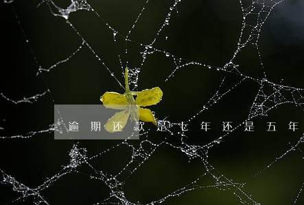 逾期还款是七年还是五年消除 逾期还款是七年还是五年消除