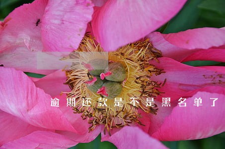 逾期还款是不是黑名单了