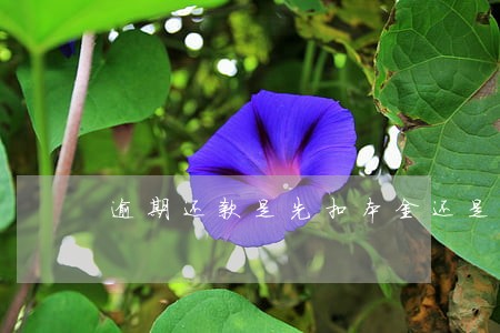 逾期还款是先扣本金还是万用金 逾期还款是先扣本金还是万用金