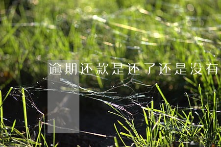 逾期还款是还了还是没有还呢