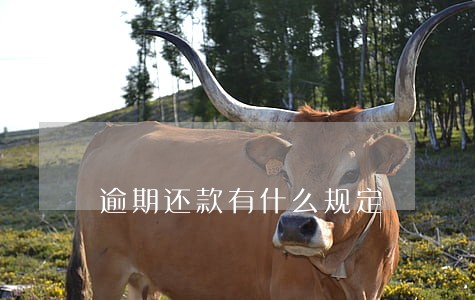 逾期还款有什么规定 逾期还款有什么规定