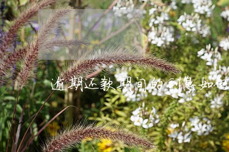 逾期还款期间的利息如何计算 逾期还款期间的利息如何计算