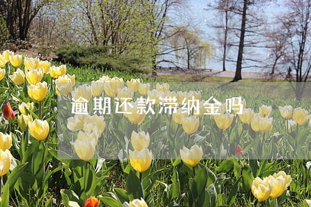 逾期还款滞纳金吗 逾期还款滞纳金吗
