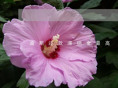 逾期还款滞纳金最高 逾期还款滞纳金最高