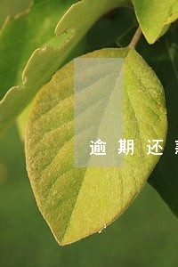 逾期还款特殊情况 逾期还款特殊情况