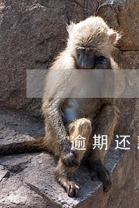 逾期还款率怎么计算公式 逾期还款率怎么计算公式