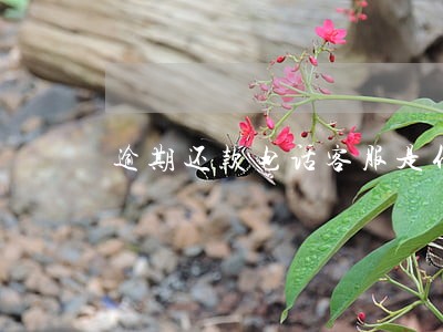 逾期还款电话客服是什么 逾期还款电话客服是什么