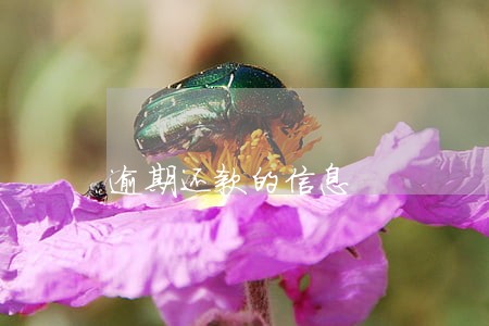逾期还款的信息 逾期还款的信息