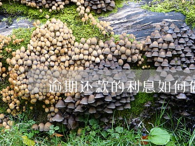 逾期还款的利息如何做账 逾期还款的利息如何做账