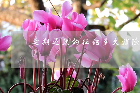 逾期还款的征信多久消除不良记录 逾期还款的征信多久消除不良记录