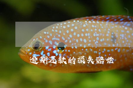 逾期还款的损失赔偿 逾期还款的损失赔偿