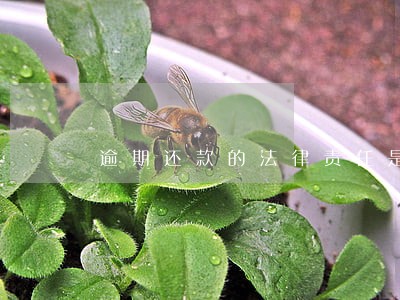 逾期还款的法律责任是什么 逾期还款的法律责任是什么