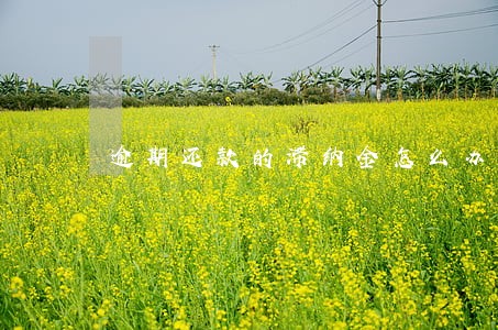 逾期还款的滞纳金怎么办 逾期还款的滞纳金怎么办