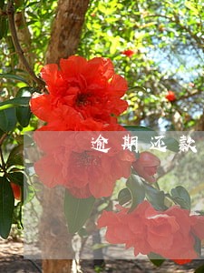 逾期还款的账单怎么查询 逾期还款的账单怎么查询