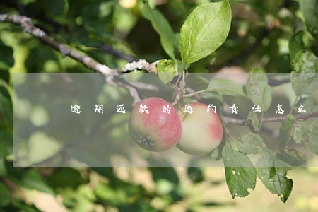 逾期还款的违约责任怎么计算 逾期还款的违约责任怎么计算