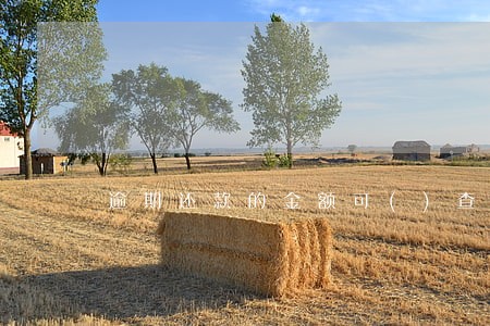 逾期还款的金额可()查询