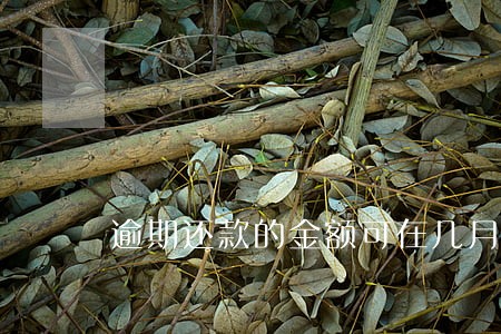 逾期还款的金额可在几月份查询 逾期还款的金额可在几月份查询