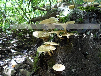 逾期还款的金额多久可以查询 逾期还款的金额多久可以查询