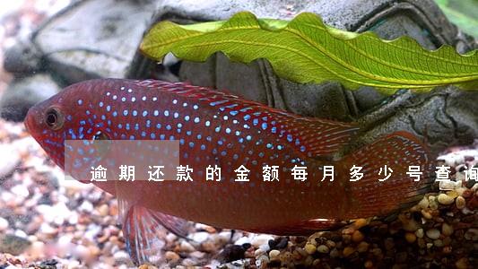 逾期还款的金额每月多少号查询
