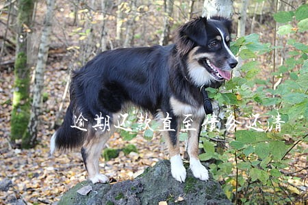 逾期还款直至债务还清 逾期还款直至债务还清