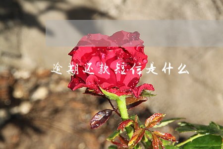 逾期还款短信是什么 逾期还款短信是什么