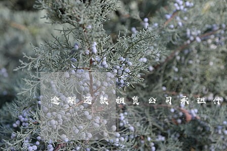 逾期还款租赁公司承担什么风险 逾期还款租赁公司承担什么风险