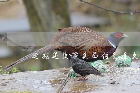 逾期还款等负面信息多久消除 逾期还款等负面信息多久消除