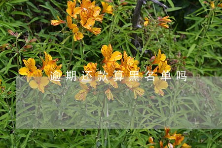 逾期还款算黑名单吗