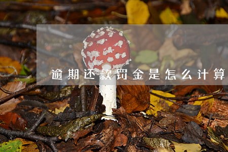 逾期还款罚金是怎么计算的 逾期还款罚金是怎么计算的