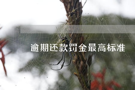 逾期还款罚金最高标准 逾期还款罚金最高标准