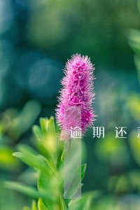 逾期还款能分期吗 逾期还款能分期吗