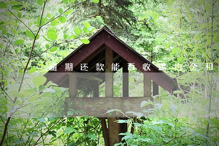 逾期还款能否收违约金和利息 逾期还款能否收违约金和利息