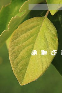 逾期还款能恢复吗 逾期还款能恢复吗