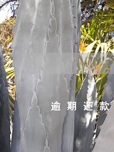 逾期还款自动扣款