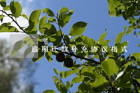逾期还款补充协议格式 逾期还款补充协议格式