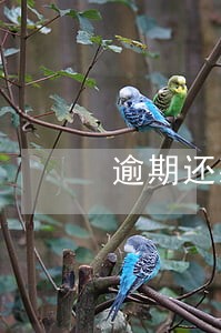逾期还款规定时间晚了几分钟 逾期还款规定时间晚了几分钟