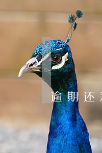 逾期还款记录一次可以消除吗 逾期还款记录一次可以消除吗