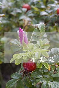 逾期还款记录影像大不 逾期还款记录影像大不