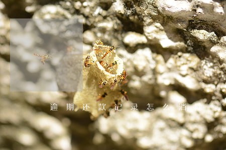 逾期还款记录怎么消除 逾期还款记录怎么消除